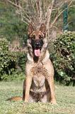 MALINOIS 473